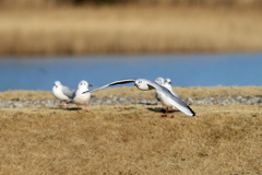 ユリカモメの観客