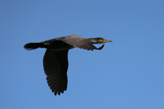 カワウの飛び方-1