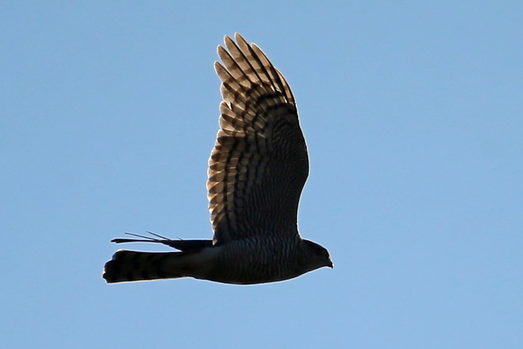 オオタカ成鳥シルエット