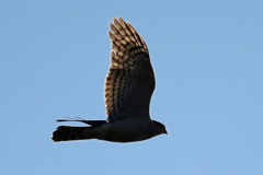 オオタカ成鳥シルエット