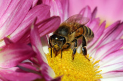 変わったレイバンさん