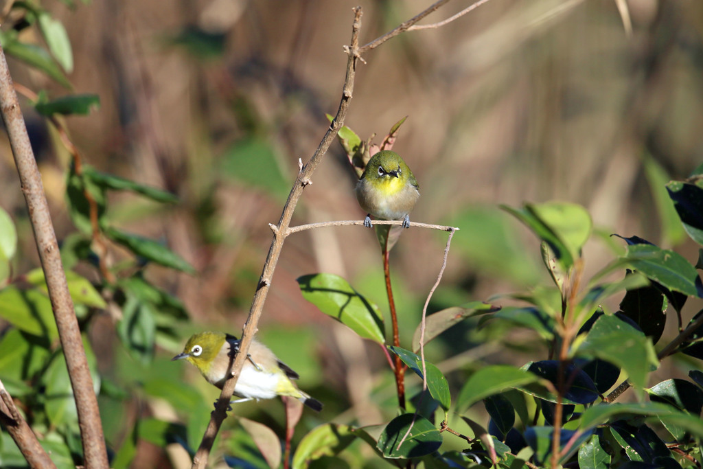 メジロ定番写真