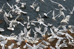 いつもより激しい争奪戦