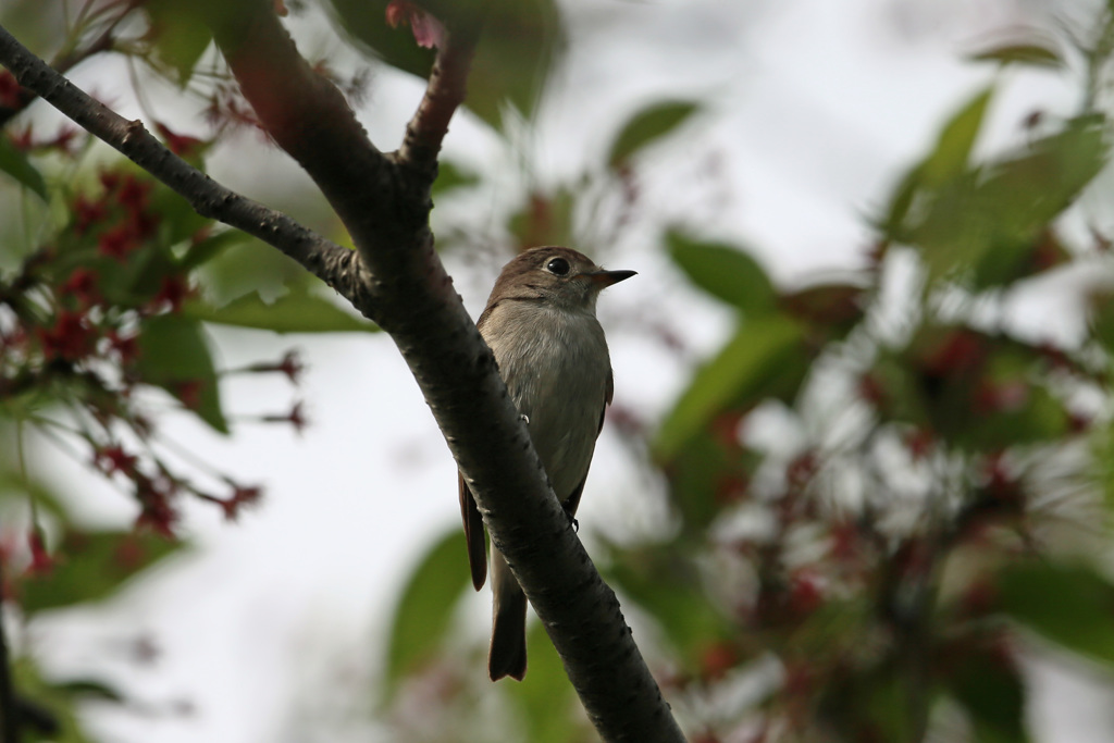初めてのコサメビタキ-10