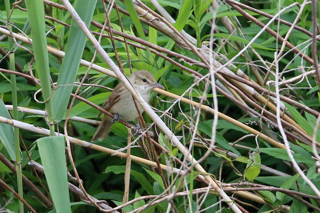 やっと見つけたオオヨシキリ-2