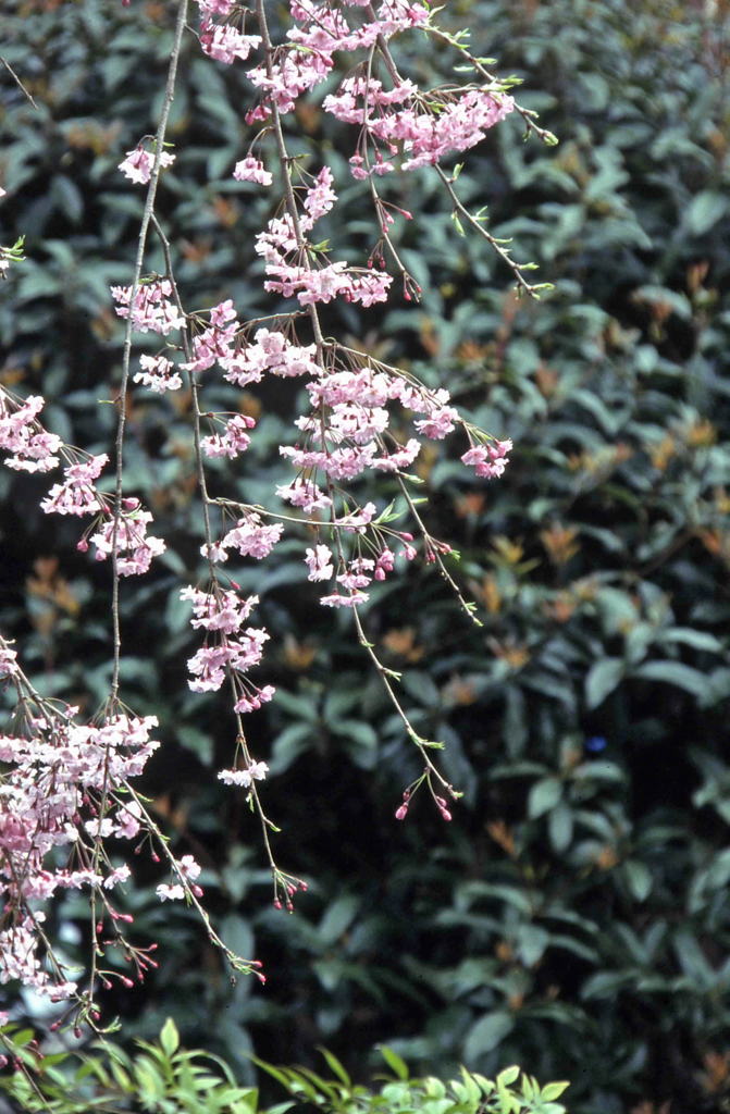 しだれ桜
