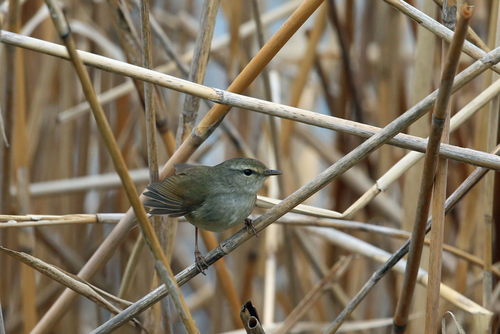 ウグイス定番写真