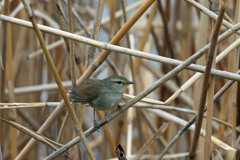 ウグイス定番写真