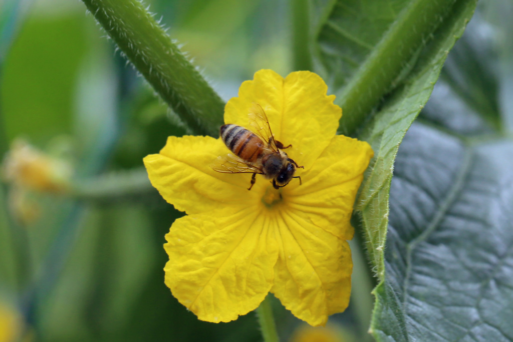 胡瓜の花にミツバチ