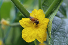 胡瓜の花にミツバチ