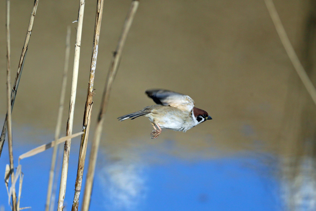 スズメ飛び出し