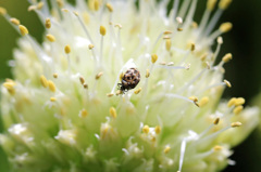 テントウムシ？