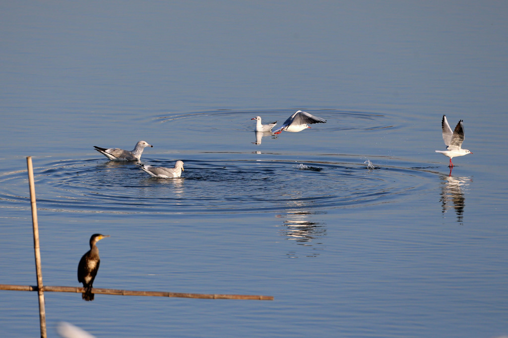 あきれるカワウ
