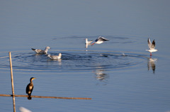 あきれるカワウ