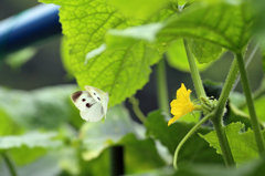 そこの蜜吸いに行くけん