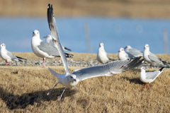 セグロカモメ飛び出し-3