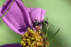 秋桜枯れてるよ