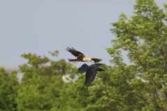 たまには勝ちます