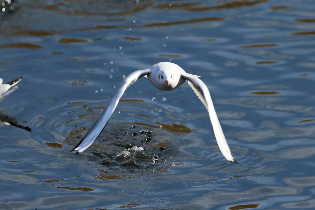 ユリカモメ飛び出し -1