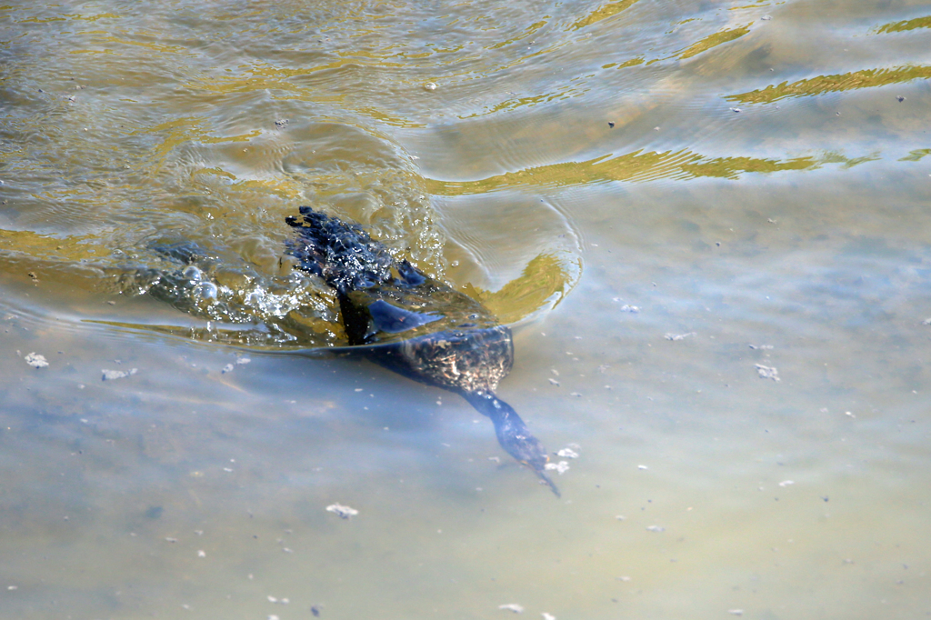 カワウ潜水中
