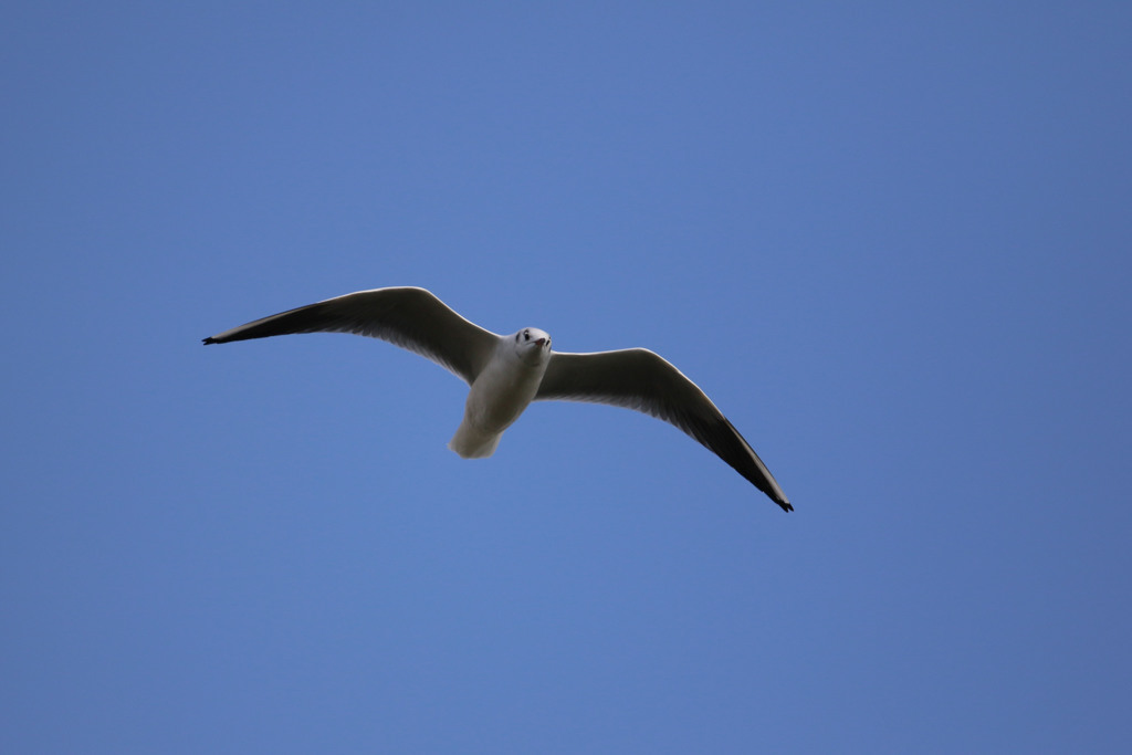 青空とユリカモメ