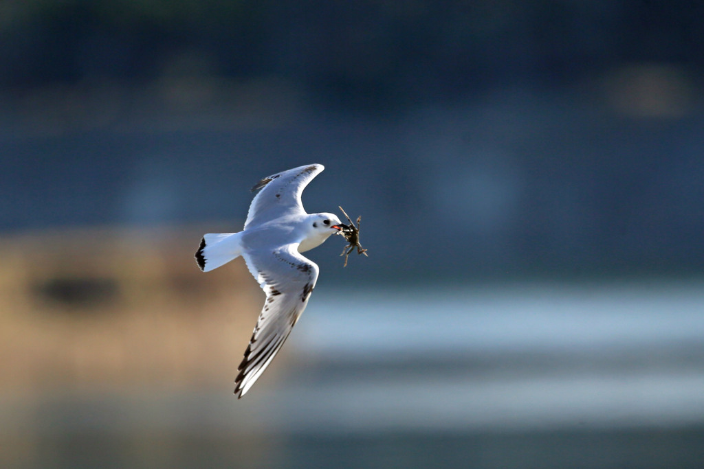 ズクロカモメカニくわえるその2