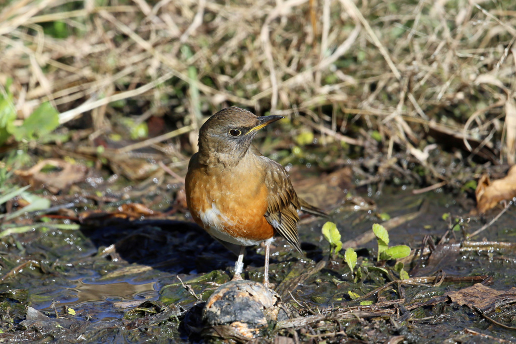 アカハラポートレートその2
