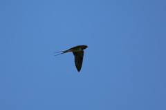 ちょっと上昇中