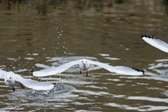 正面シリーズ-7