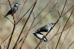 ねえキスしてよ