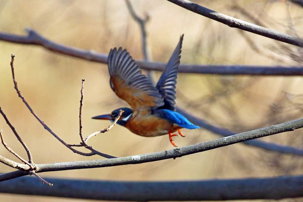 カワセミ飛び出し