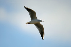 青空とユリカモメ