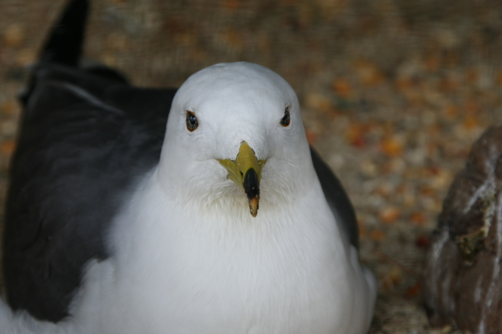鳥さんのポートレート-3