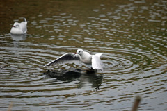 ユリカモメ溺れる
