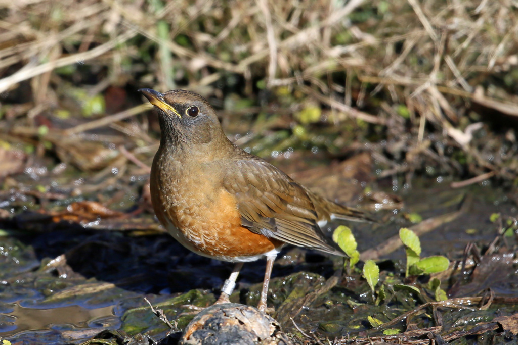 アカハラポートレートその1