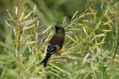 たぶんオオカワラヒワ