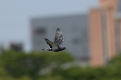 ハトさん流し鳥