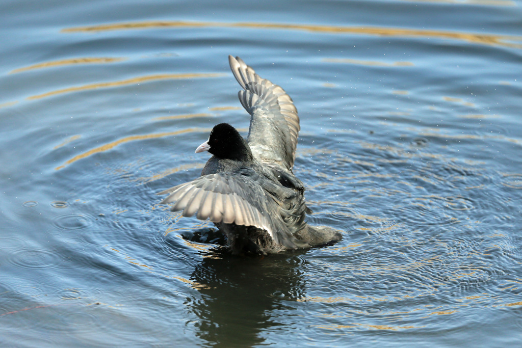 オオバン定番ポーズ-1