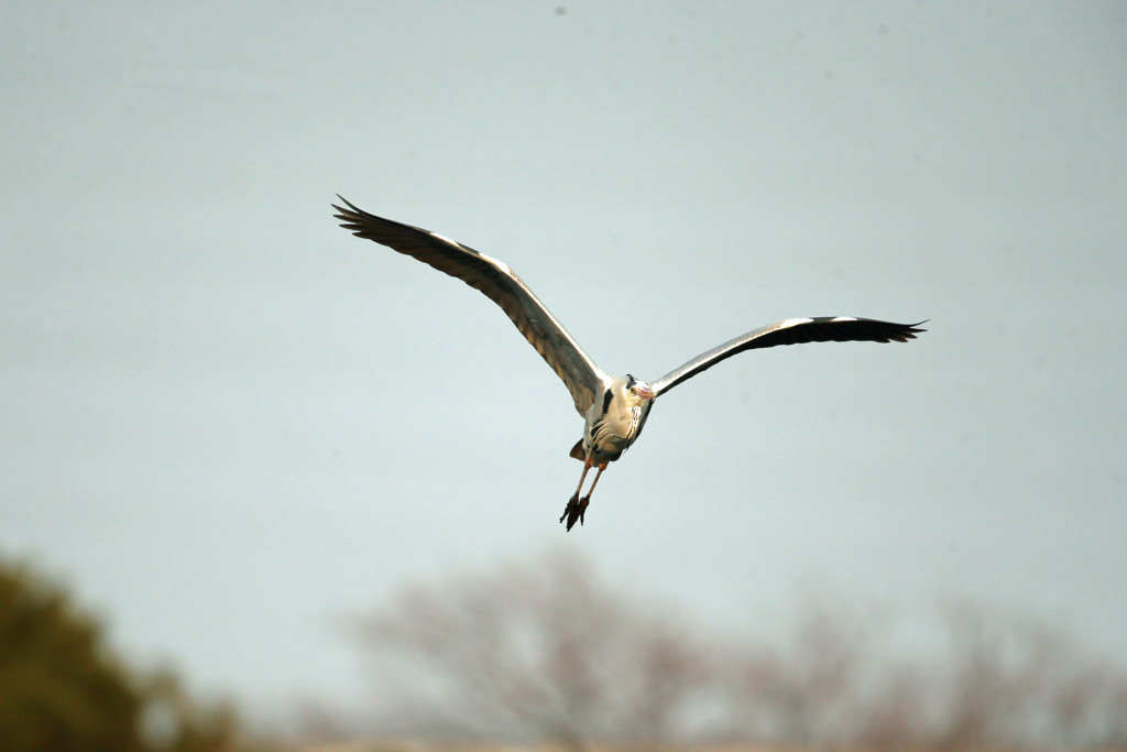 青空とアオサギ