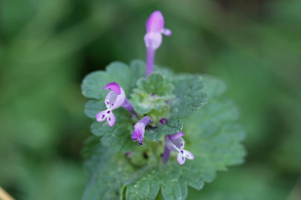 ここだけ春です