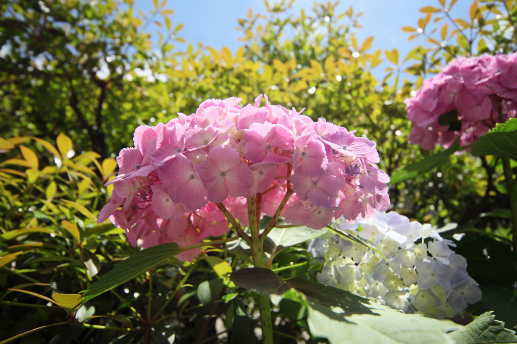 日差しを浴びて