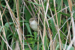 やっと見つけたオオヨシキリ-3