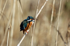 カワちゃん久しぶり