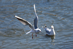 見守るユリカモメ