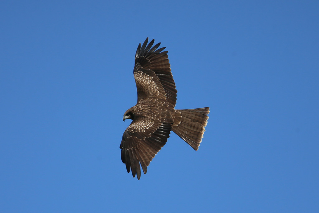 青空にトビの背中