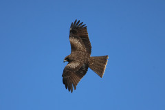 青空にトビの背中