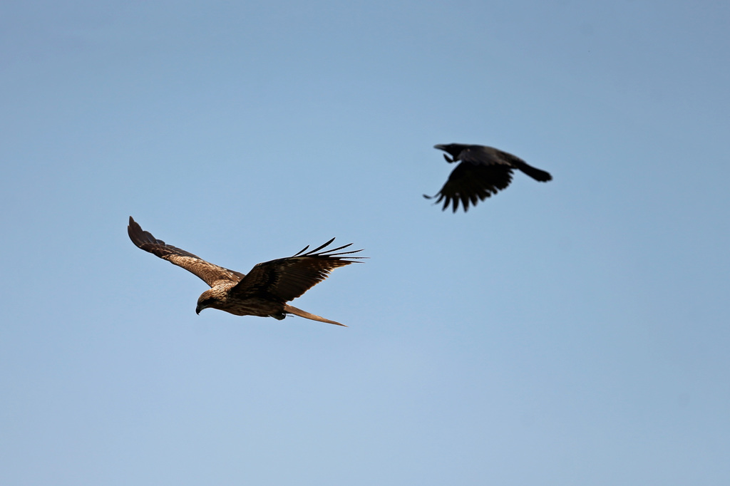 カラスに追われる