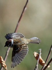 スズメ飛ぶ