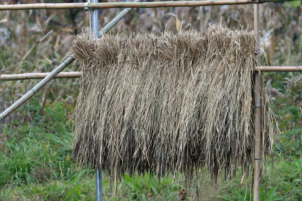 古代米のわら