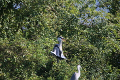 いつもよりしっかりあぐらかいてます